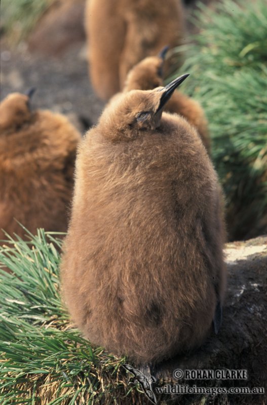 King Penguin s0181.jpg