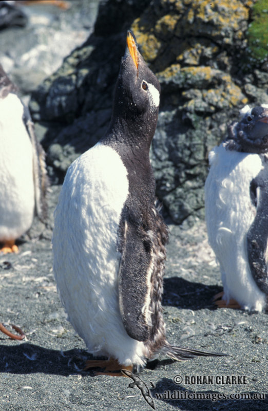 Gentoo Penguin s0255.jpg