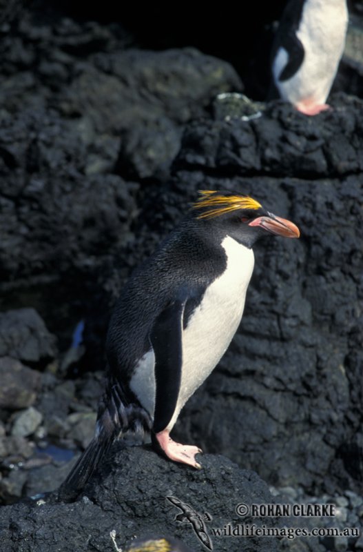 Macaroni Penguin s0383.jpg