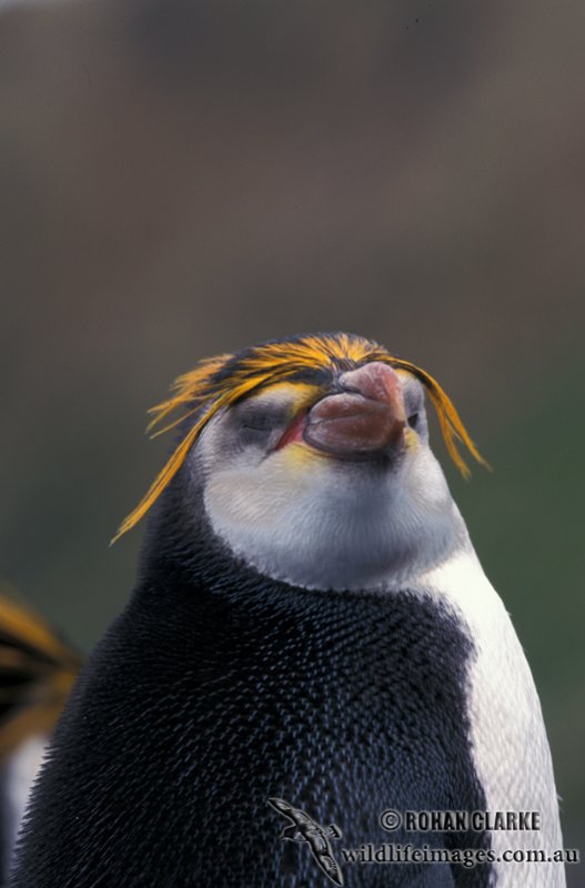 Royal Penguin s0402.jpg