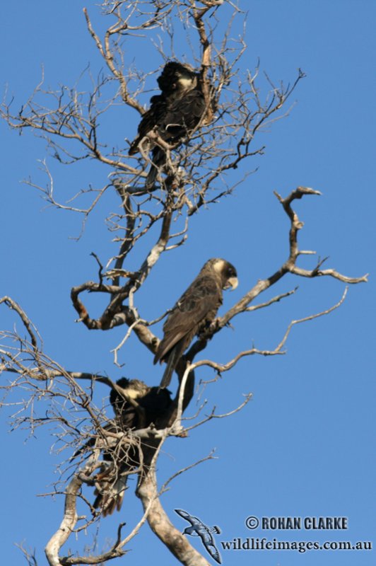 Baudins Black-Cockatoo 2258.jpg