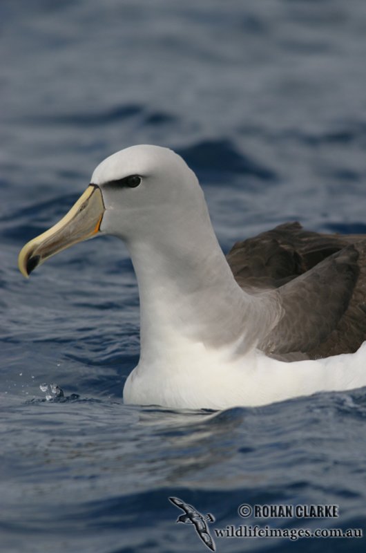 Salvins Albatross 3090.jpg