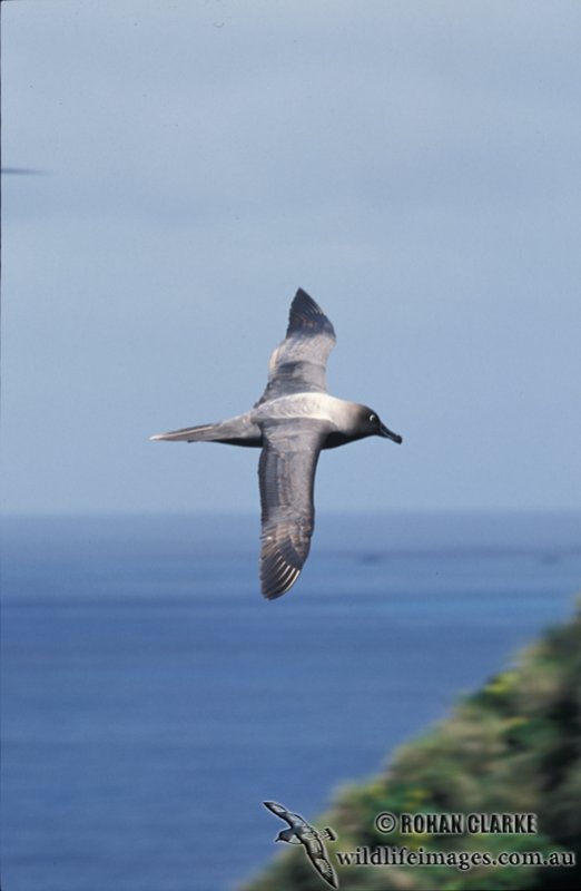 Light-mantled Sooty Albatross s0778.jpg