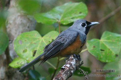 Black-faced Monarch 8828.jpg