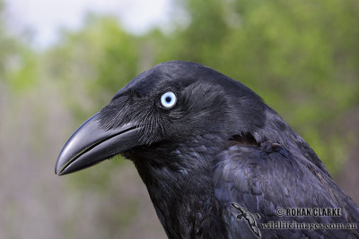 Torresian Crow 7638.jpg