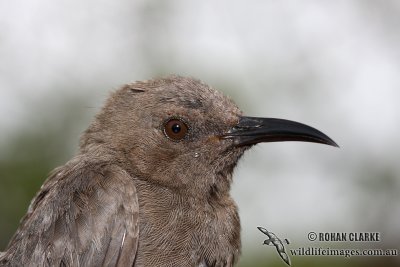 Dusky Honeyeater 8133.jpg