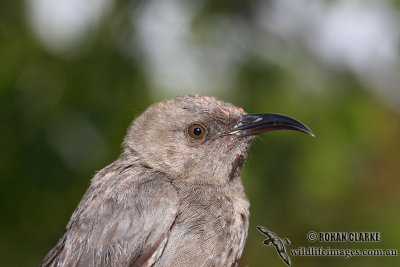 Dusky Honeyeater 8189.jpg