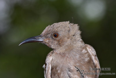 Dusky Honeyeater 8481.jpg