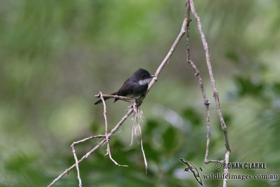 Northern Fantail 8931.jpg