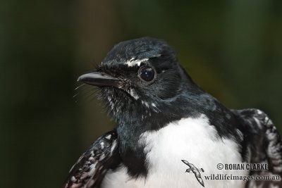 Willie Wagtail (NZ vagrant)