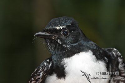 Willie Wagtail 6894.jpg