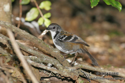 Southern Logrunner 9670.jpg