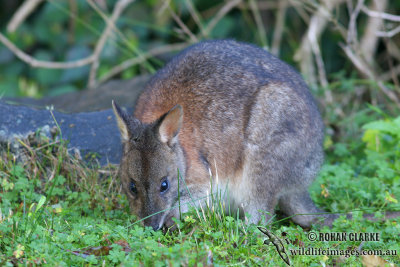 Red-necked Pademelon 9628.jpg