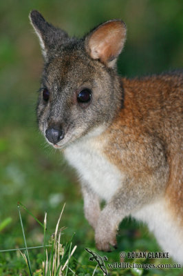 Red-necked Pademelon 9636.jpg