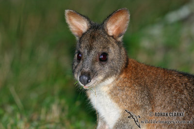 Red-necked Pademelon 9648.jpg