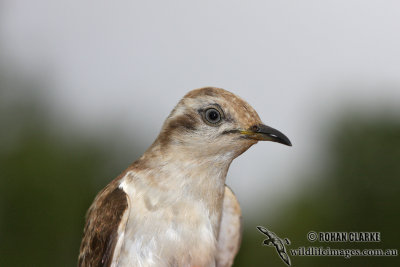 Horsfield's Bronze-Cuckoo 7688.jpg