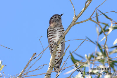 Shining Bronze-Cuckoo 9710.jpg