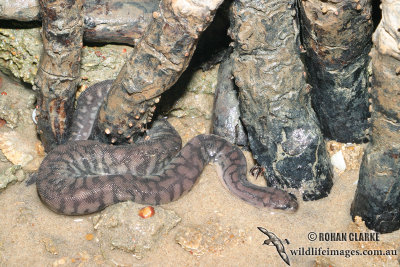 Arafura File Snake - Acrochordus arafurae