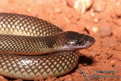 Orange-naped Snake - Furina ornata