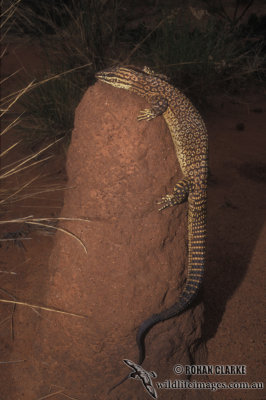 Varanus acanthurus s0274.jpg