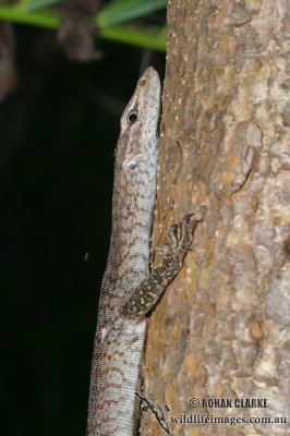 Varanus tristis 2114.jpg