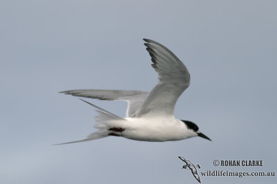 Antarctic Tern 5250.jpg