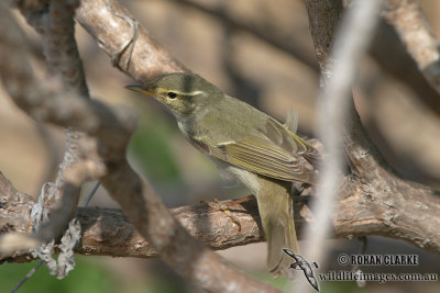 Arctic Warbler 8964.jpg