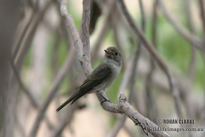 Asian Brown Flycatcher 1312.jpg