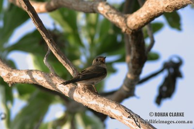 Asian Brown Flycatcher 1630.jpg