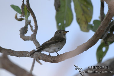 Asian Brown Flycatcher 1646.jpg