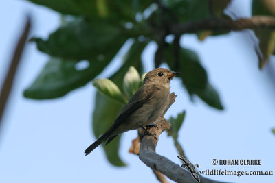 Asian Brown Flycatcher 1736.jpg