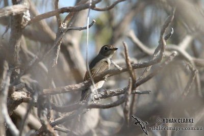 Asian Brown Flycatcher 9037.jpg