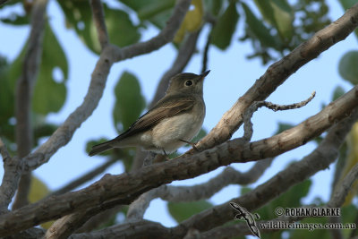 Asian Brown Flycatcher 9072.jpg