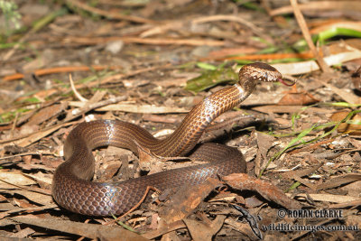 Golden-crowned Snake - Cacophis squamulosus 4786