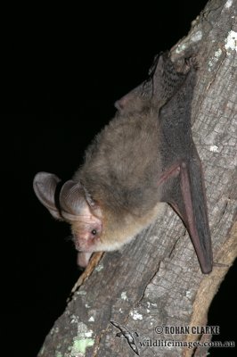 Gould's Long-eared Bat 4772.jpg