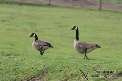 Canada Goose 2523.jpg