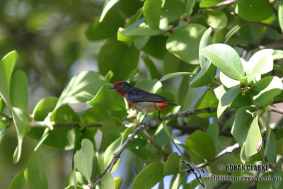 Papuan Flowerpecker 1367.jpg