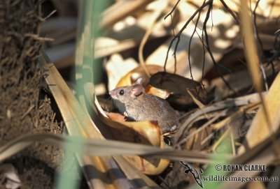 Common Rock Rat s0331.jpg