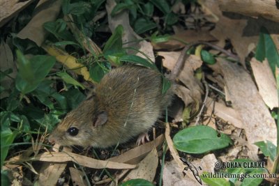 Eastern Chestnut Mouse s0304.jpg