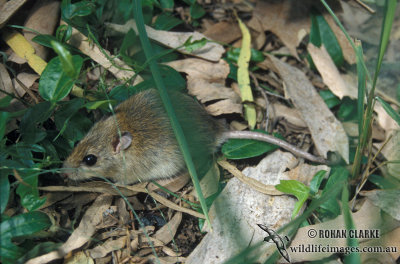 Eastern Chestnut Mouse s0306.jpg