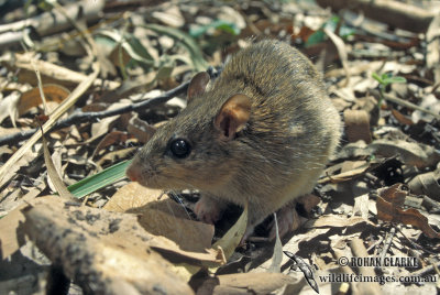 Eastern Chestnut Mouse s0307.jpg
