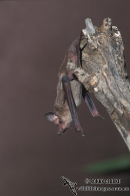 Inland Free-tail Bat s0245.jpg