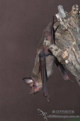 Inland Free-tail Bat s0247.jpg