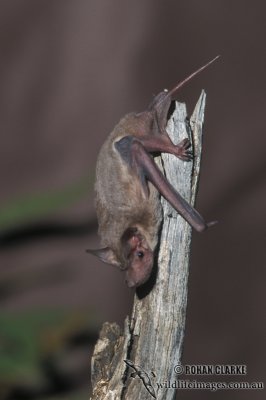 Inland Free-tail Bat s0249.jpg