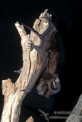 White-striped Free-tail Bat s0257.jpg