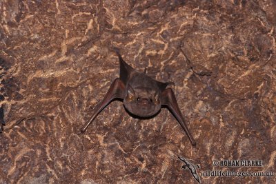 Common Sheathtail Bat  s0242.jpg