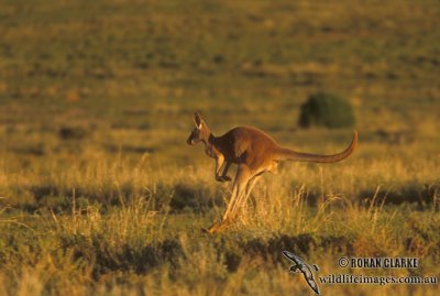 Red Kangaroo s0193.jpg