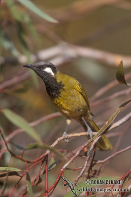 White-eared Honeyeater s1802.jpg