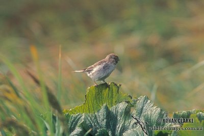 Common Redpoll