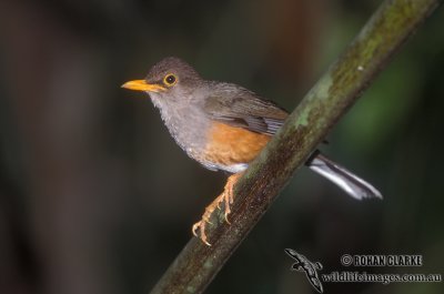 Island Thrush